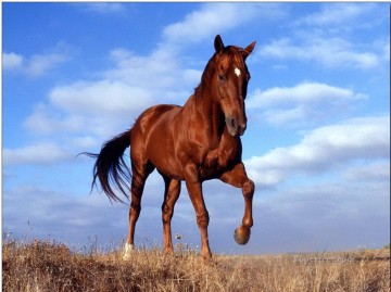  13 - am131D Tier Pferd